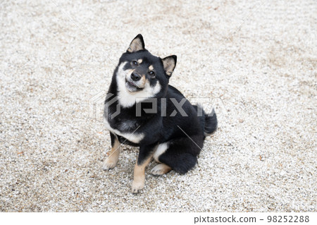 A black Shiba Inu sitting in a white stone garden 98252288