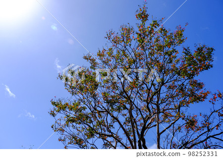 Autumn leaves of red crape myrtle trees and sunny weather Autumn leaves of red crape myrtle trees and sunny weather 98252331