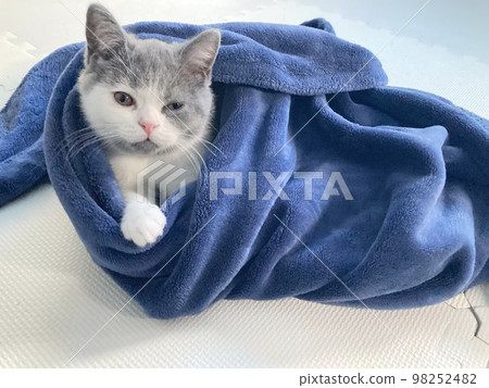A kitten wrapped in a blanket and warm 98252482