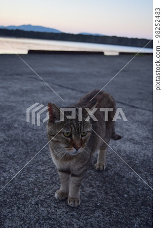 cat in the sunset cat in the sunset 98252483