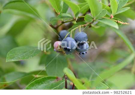 即將收穫的藍莓特寫 即將收穫的藍莓特寫 98252621