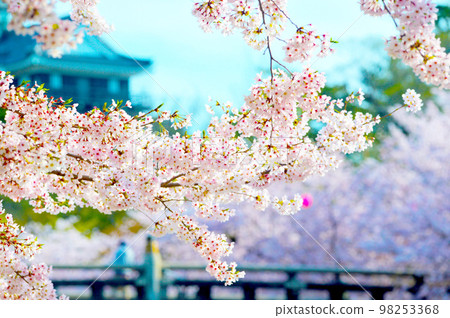 岡崎公園 櫻花岡崎城 岡崎公園 櫻花岡崎城 98253368
