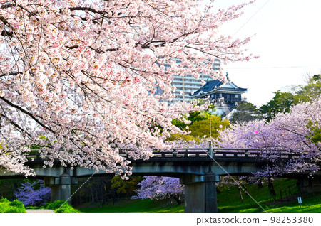 Okazaki Park Sakura Okazaki Castle 98253380