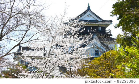 岡崎公園 櫻花岡崎城 岡崎公園 櫻花岡崎城 98253396