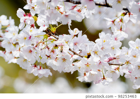 岡崎公園的櫻花 岡崎公園的櫻花 98253463