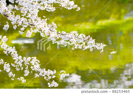 岡崎公園的櫻花 岡崎公園的櫻花 98253465