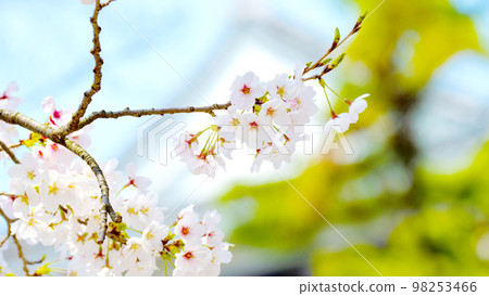 岡崎公園 櫻花岡崎城 岡崎公園 櫻花岡崎城 98253466