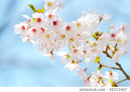 岡崎公園的櫻花 98253467