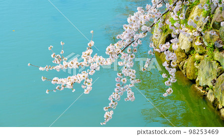 岡崎公園的櫻花 岡崎公園的櫻花 98253469