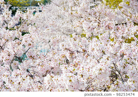 Cherry blossoms in Okazaki Park 98253474
