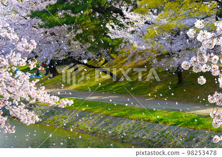 岡崎公園的櫻花 岡崎公園的櫻花 98253478