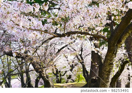 岡崎公園的櫻花 98253491