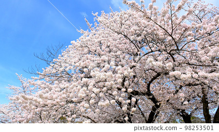 岡崎公園的櫻花 98253501