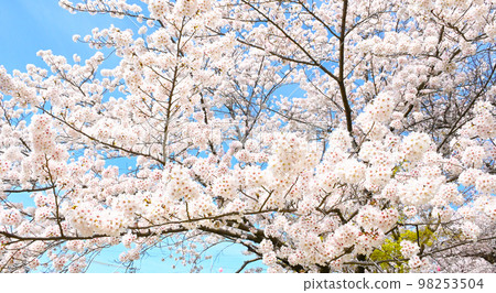 岡崎公園的櫻花 岡崎公園的櫻花 98253504