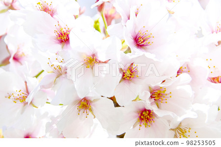 岡崎公園的櫻花 98253505