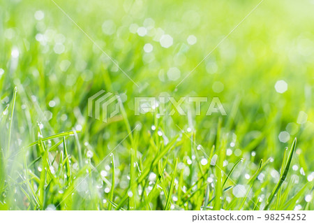 Rainy grass. Summer day. Nature beauty. Fresh cover of green grass lawn with shiny clear drops of water blur. 98254252
