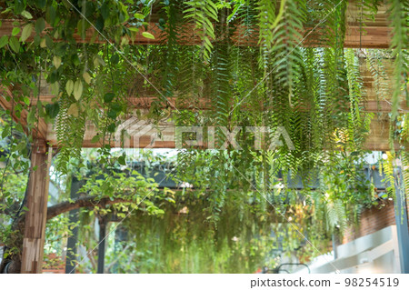 green leaves on wooden slat ceiling inside modern building green leaves on wooden slat ceiling inside modern building 98254519