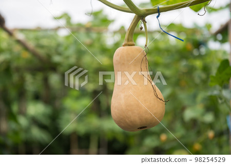 Butternut Squash growing in a greenhouse farm at harvest 98254529