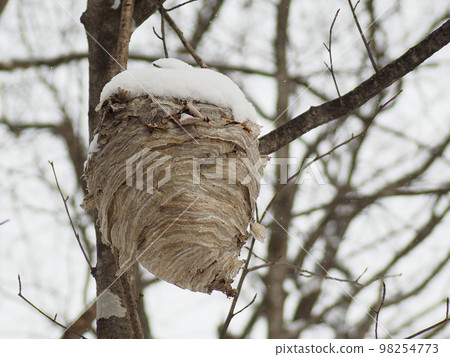 snow covered beehive 98254773