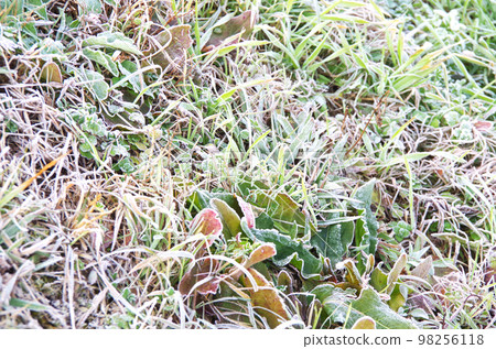 清晨稻田岸邊結霜,青草變白 清晨稻田岸邊結霜,青草變白 98256118