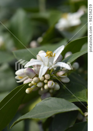 Meyer lemon Meyer lemon 98256259