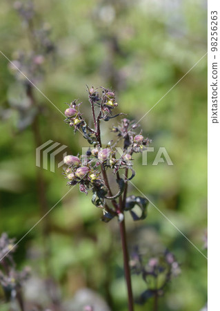 Foxglove beardtongue Husker Red Foxglove beardtongue Husker Red 98256263