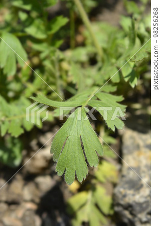 Prairie smoke Prairie smoke 98256268