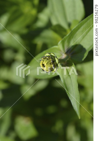Yellow colored zinnia 98256279