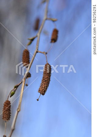 Common birch 98256291