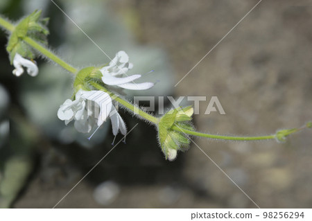 Silver sage 98256294