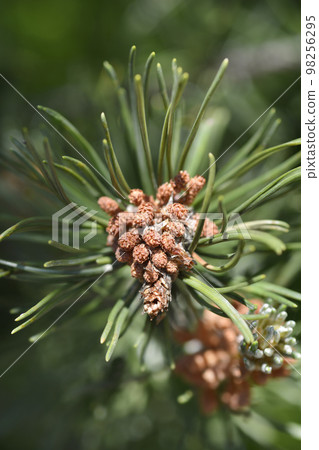 Dwarf mountain pine Dwarf mountain pine 98256295