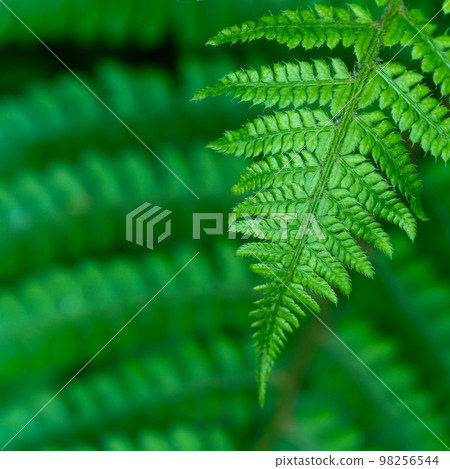 Beautiful leaves of a fern plant, a close-up shot. Dense green foliage, macro. Green fern plant in close up Beautiful leaves of a fern plant, a close-up shot. Dense green foliage, macro. Green fern plant in close up 98256544