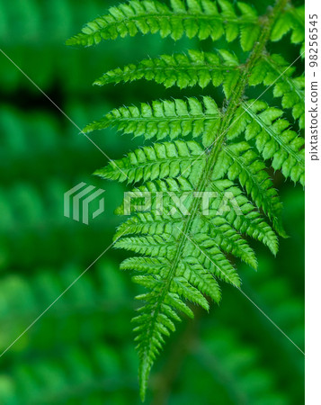 Beautiful leave of a fern plant, a close-up shot. Dense green foliage, macro. Green fern plant in close up 98256545