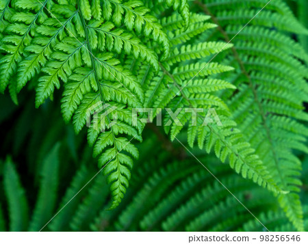 Beautiful leaves of a fern, a close-up shot. Dense green foliage, macro. Green fern plant in close up 98256546