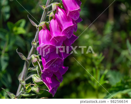 Inflorescence of foxglove flowers. Beautiful purple flowers. Digitalis is a genus of herbaceous perennial plants, shrubs, and biennials, commonly called foxgloves. 98256634