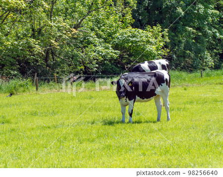 A heifer stands on a green meadow on a sunny spring day. Black and white cow on green grass field 98256640