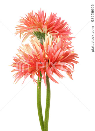 Pair of coral flowers of gerbera pink springs isolated on white Pair of coral flowers of gerbera pink springs isolated on white 98256696
