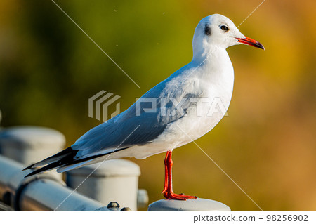 自然生物 98256902