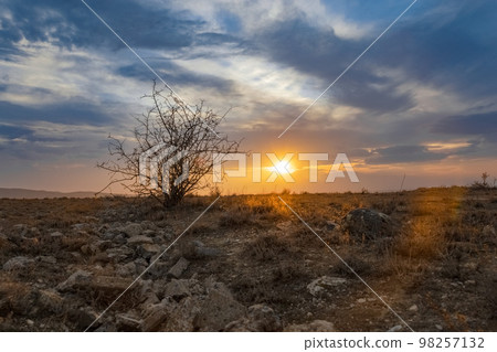 Lonely tree at dramatic sunset 98257132