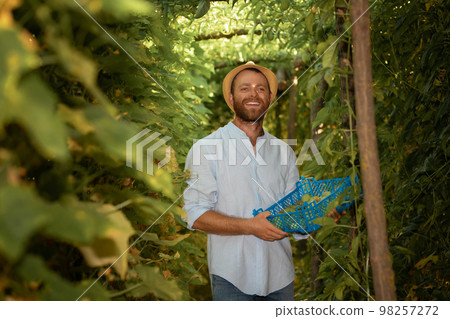 Portrait of smiling gardener wearing straw hat holds a box with harvest and picking fruits in greenhouse. The concept of harvesting and local farming Portrait of smiling gardener wearing straw hat holds a box with harvest and picking fruits in greenhouse. The concept of harvesting and local farming 98257272