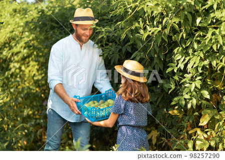 Happy farmer in a straw hat gives a little girl a box with a passion fruit harvest in her hands. Father and daughter work together in the garden. The concept of family harvesting and local farming Happy farmer in a straw hat gives a little girl a box with a passion fruit harvest in her hands. Father and daughter work together in the garden. The concept of family harvesting and local farming 98257290