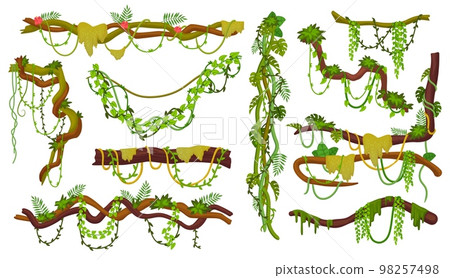 Liana thicket. Wood branches with creepers, hanging jungle liana rope ivy vines wire forest plant game asset, leaf decoration climbing floral stem, ingenious vector illustration 98257498