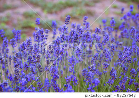 Sunset Lavender field. Purple flowers in the field. background floral 98257648