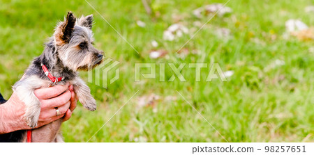 Toy terrier with long hair and a large background of green grass. Little purebred dog. Great for ads 98257651