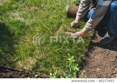 Close-up man laying grass turf rolls for new garden lawn 98257683