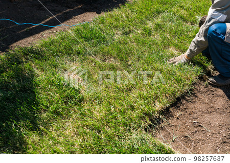 Close-up man laying grass turf rolls for new garden lawn Close-up man laying grass turf rolls for new garden lawn 98257687