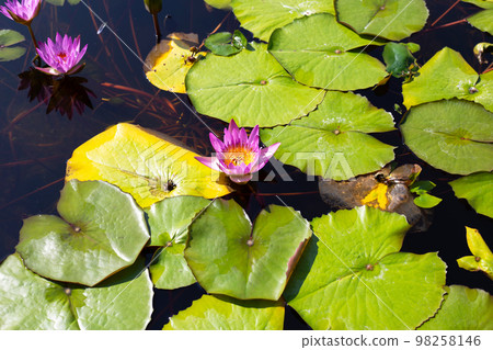 Beautiful blooming Nymphaea lotus flower with leaves, Water lily pot Beautiful blooming Nymphaea lotus flower with leaves, Water lily pot 98258146