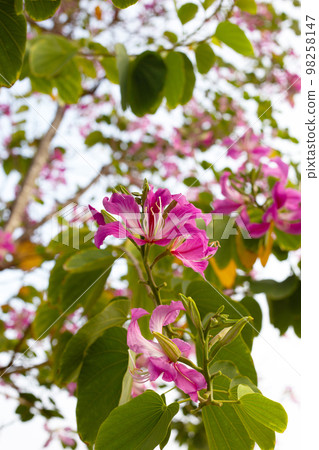 Bauhinia purpurea tree with pink flower Bauhinia purpurea tree with pink flower 98258147