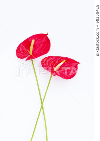 Flamingo flower or pigtail anthurium 98258418