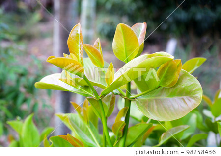 Cowa plant tree in the garden 98258436